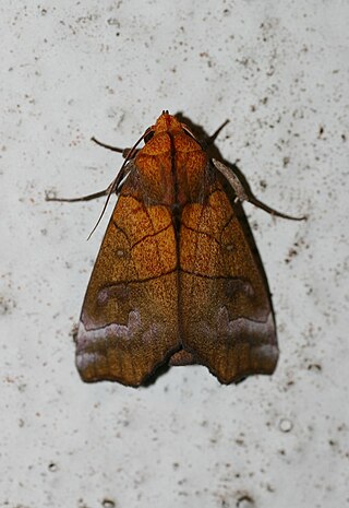 <i>Anomis scitipennis</i> Species of moth