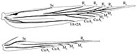 Wingvenation of Cosmopteryx lienigiella Cosmopterix wing.jpg