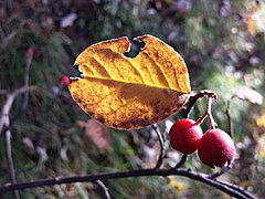 Cotoneaster tomentosus sl4.jpg