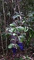Coussarea sp., Rubiaceae, Atlantic forest, northeastern Bahia, Brazil (8488069635).jpg