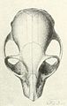 Crâne Cheirogaleus adipicaudatus 2.jpg