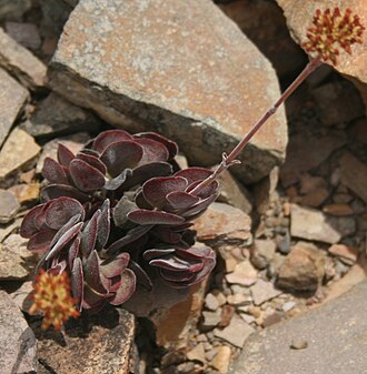 Crassula atropurpurea in habitat Crassula atropurpurea muirii rubella - Overberg.jpg