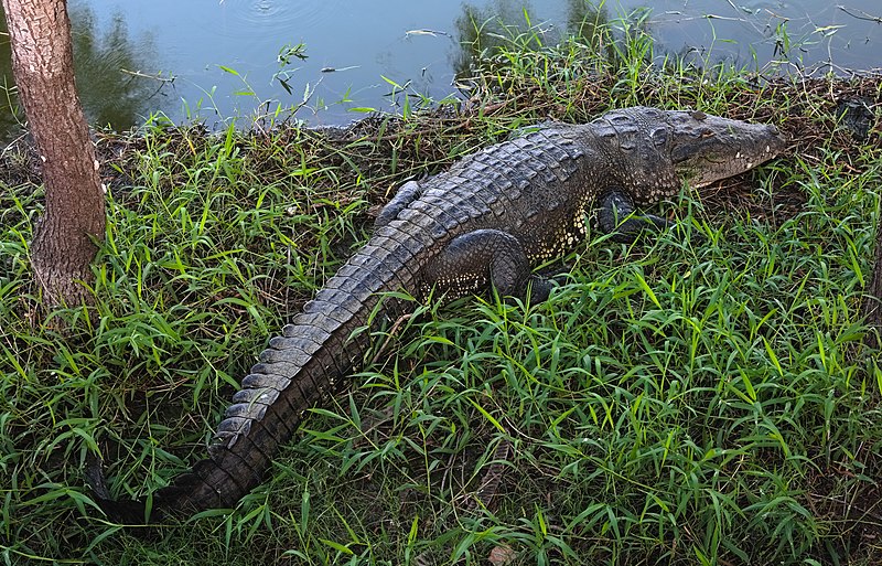 File:Crocodylus moreletii Balacan2020p2.jpg