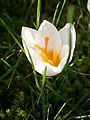 Crocus sieberi 'Bowles White'