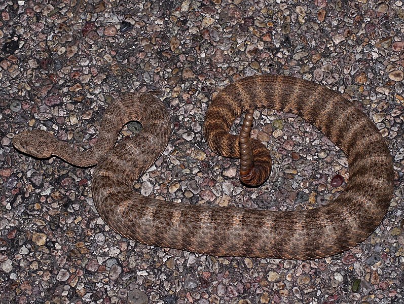 File:Crotalus tigris 10436127.jpg