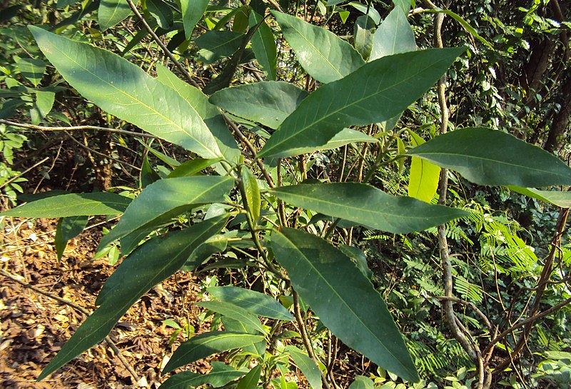 File:Croton persimilis 02.JPG