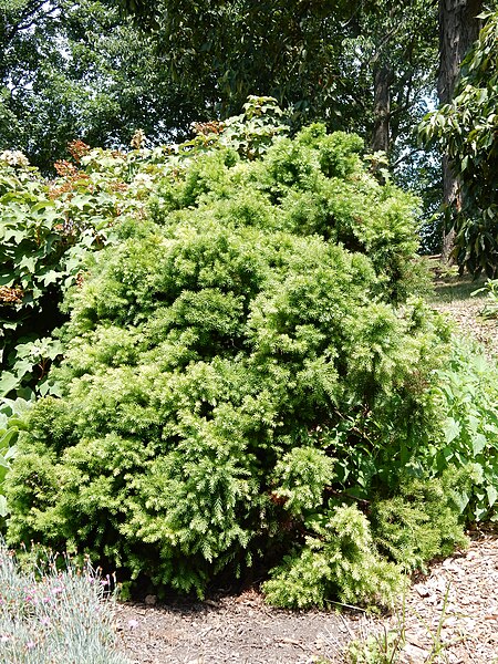 File:Cryptomeria japonica 'Elegans nana' in Morris Arboretum.JPG