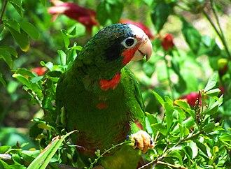 Cuban amazon, Grand Cayman subspecies Cuban Amazon Parrot in the Cayman Islands.jpg