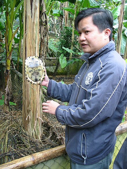 Manager of Cuc Phuong Turtle Conservation Center holding Specimen