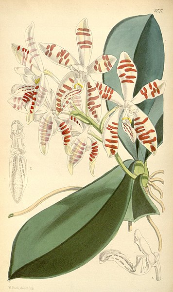 File:Curtis's botanical magazine (Tab. 5527) (8569821918).jpg