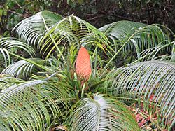 Cycas micronesica photo courtesy A. Gawel (15391498081). 
 jpg