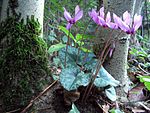 Cyclamen-purpurascens-Alpenveilchen.jpg