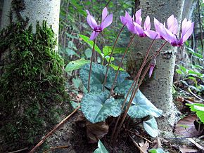 Bildebeskrivelse Cyclamen-purpurascens-Alpenveilchen.jpg.