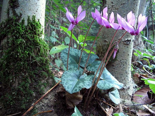 Description de l'image Cyclamen-purpurascens-Alpenveilchen.jpg.