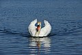 * Nomination Mute swan (Cygnus olor) in Marckolsheim (Bas-Rhin, France). --Gzen92 15:56, 17 April 2021 (UTC) * Promotion  Support Good quality. --LexKurochkin 18:38, 17 April 2021 (UTC)