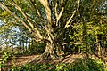 * Nomination Tree in the nature reserve “Teiche in der Heubachniederung” in the Börnste hamlet, Kirchspiel, Dülmen, North Rhine-Westphalia, Germany --XRay 04:44, 9 November 2021 (UTC) * Promotion  Support Good quality -- Johann Jaritz 04:53, 9 November 2021 (UTC)