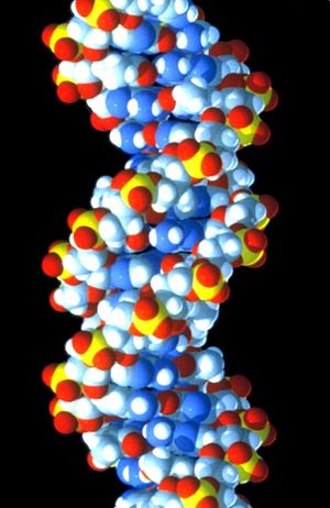 DNA B-vormi mudel