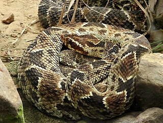 <i>Bothrops barnetti</i> Species of snake