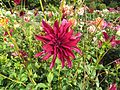 Dahlia 'King David'