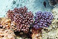 * Nomination Green chromis (Chromis viridis) in a rasp coral (Pocillopora verrucosa), Red Sea, Egypt --Poco a poco 02:12, 17 August 2023 (UTC) * Promotion  Support Good quality. --XRay 04:06, 17 August 2023 (UTC)
