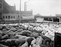 The William Davies Company facilities in Toronto, Ontario, Canada, circa 1920. This facility was then the third largest hog-packing plant in North America. DaviesPenofHogs.jpg