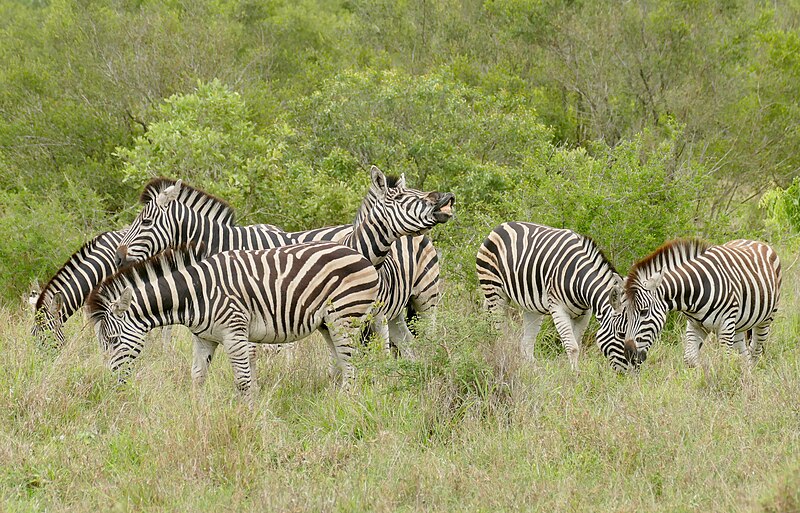 File:Day 57 Plains Zebras (Equus quagga) (53333833609).jpg