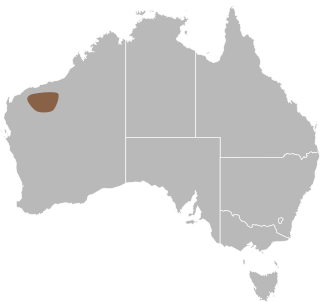 Pilbara delma Species of lizard
