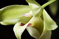 Dendrobium moniliforme Labellum