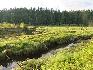 Zwei Kanäle des Dewatto-Flusses, die durch hochuferige Deltas aus Seegras verlaufen. Es ist Sonnenuntergang, daher befindet sich das Licht in einem niedrigen Winkel von links im Bild. Die Vegetation der Mündung ist im Licht extrem hellgrün mit gelben, trockenen Grasstücken. Eine Wand aus dunklen Kiefern bildet das andere Ufer der Mündung.