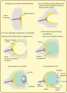 Diagram of eye evolution-fr.svg