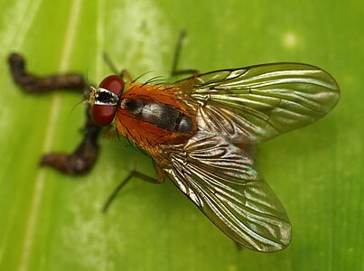 Dichaetomyia sp., a muscid fly