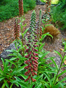 Digitalis parviflora Inflorescence