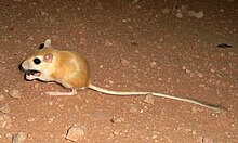 Dipodillus campestris - Észak -afrikai Gerbil.jpg