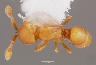 <i>Discothyrea testacea</i> Species of ant