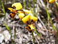Diuris laxiflora Western Australia Cranbrook Wildflower Walk