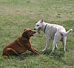 Hund links: Hinsetzen, Ohren zurücklegen.