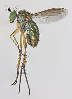 <i>Dolichopus nubilus</i> Species of fly