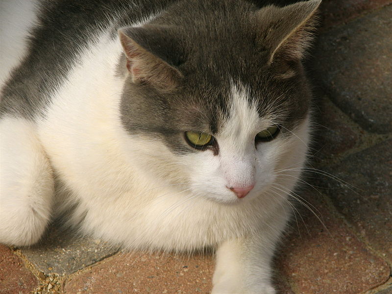 File:Domestic White and Gray Cat.JPG