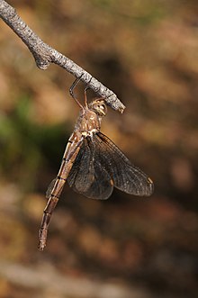 Dragonfly Austrocordulia refracta f Gippsland120117-4032.jpg 
