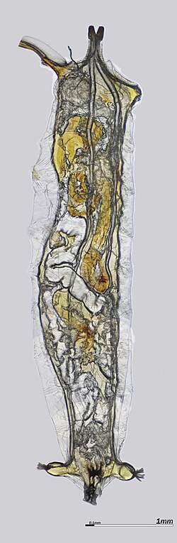 Drosophila Suzukii Larva.jpg