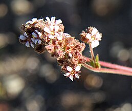 Horkelia fusca