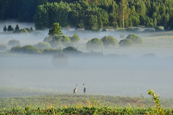 Cranes in the coast of lake Inesis Photograph: AivarsOsins