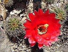 Echinopsis crassicaulis (8410101402).jpg