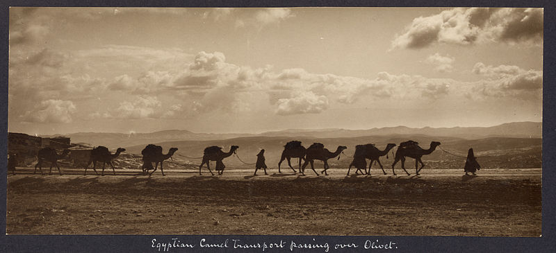 File:Egyptian camel transport.jpg