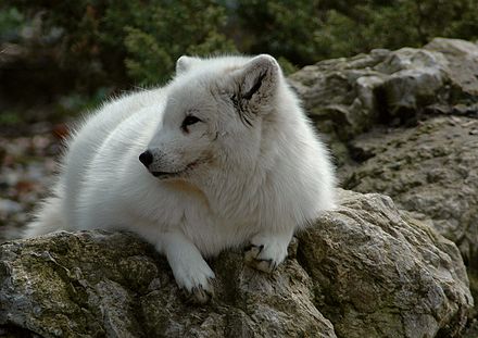 Животный мир википедия. Гренландский песец. Песец в лесотундре. Животные тундры песец. Песец в тундре.