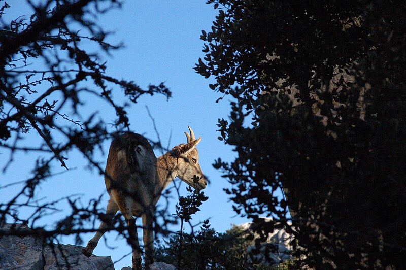 File:El Torcal de Antequera - 009 - Wild goat.jpg