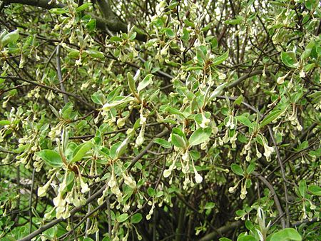 Tập_tin:Elaeagnus_multiflora_Blüte.jpg