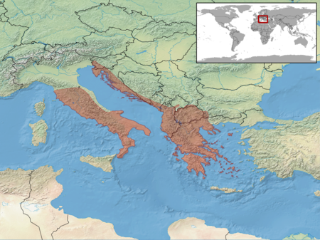 Elaphe quatuorlineata distribution.png