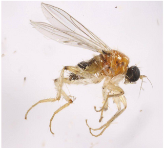 <i>Elaphropeza</i> Genus of flies