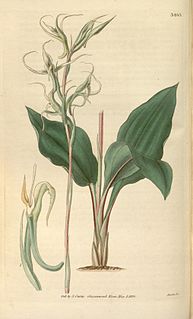 <i>Eltroplectris calcarata</i> species of plant